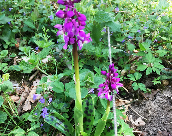 Orchis Mascula (early purple orchid) found on coppice woodland on an ancient woodland site. Called ‘long purples’ by Shakespeare in Hamlet’s speech on the death of Ophelia.