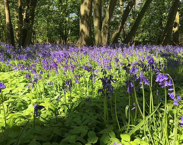Bluebell wood on the Rougham Estate, photo by George Agnew