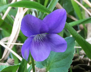 Viola riviniana (Dog Violet) . A lovely sign of spring seen in Rougham Estate woodland. Photograph by George Agnew