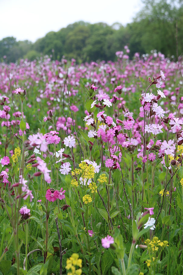 Wildflower meadow with purple and yellow flowers and lots of greenery