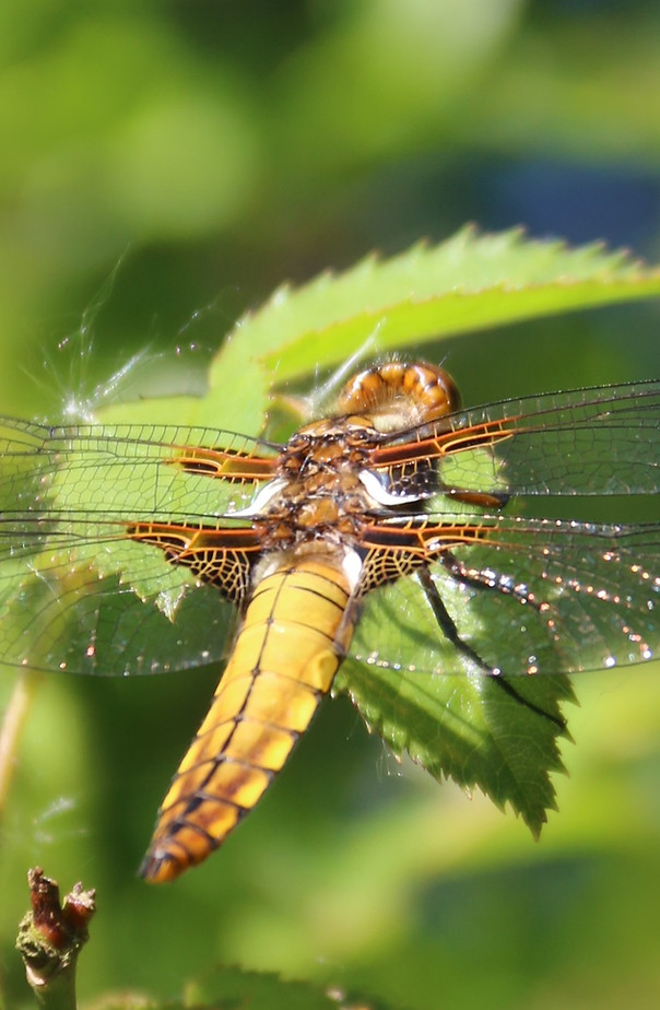 Macro image of Dragonfly on a green leaf on Rougham Estate. © Juliet Hawkins, Conservation adviser
