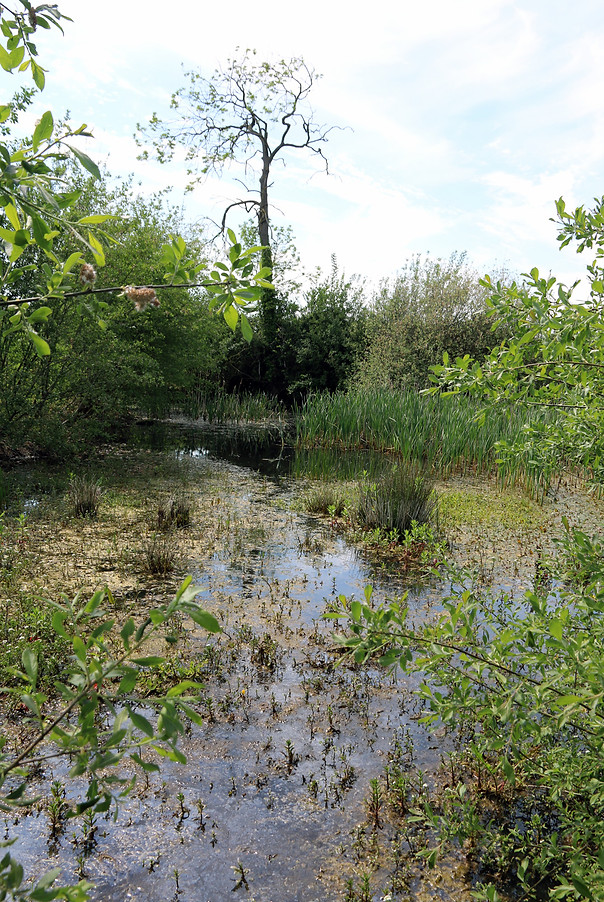 One of 37 ponds surveyed on Rougham Estate – this restored arable field edge pond is the best on the estate for dragonflies and also supports Great Crested Newts and several Red Data Book water beetles. © Juliet Hawkins, Conservation adviser