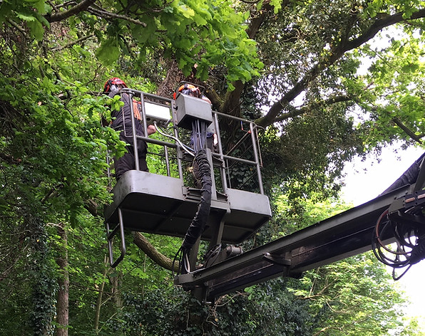 Local tree surgeons use a platform to reach trees along the woodland edge that are in danger of falling into the road.