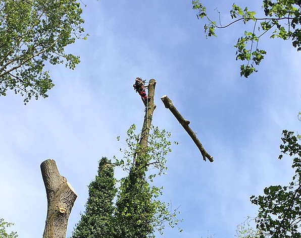 Rougham Lake Tree Surgery. ​The poplar trees planted round Rougham Lake 50 years ago are now becoming dangerous and so have to be felled. This intrepid tree surgeon Josh is perched 25 metres above the ground whilst he strips off branches to make the tree safe to fell. There are 17 trees round the lake that Josh has to tackle.
