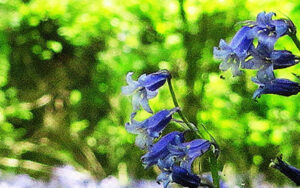 Native bluebells growing in Rougham Estate woodlands