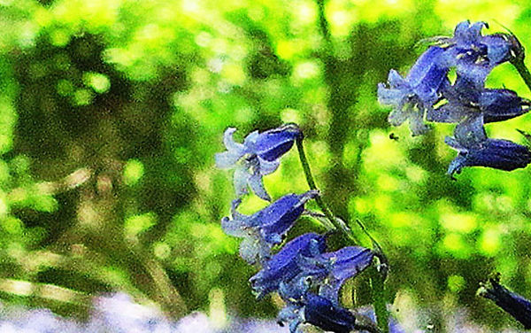 Native bluebells growing in Rougham Estate woodlands