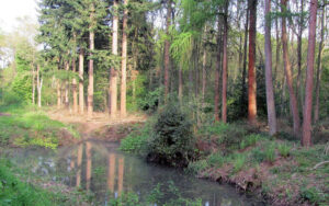 Mellfield Wood at Rougham Estate