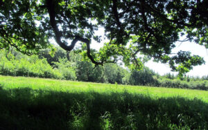 Woodlands and grounds at the Rougham Estate