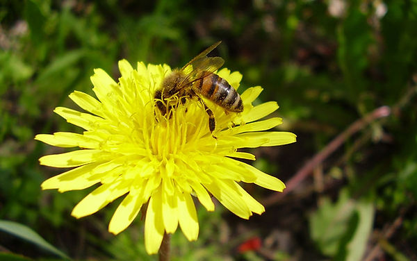 Bee perching on a dandilion at the Rougham Estate