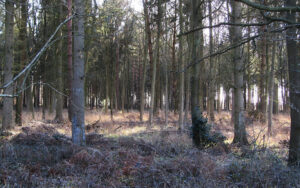 The Rougham Estate woodlands