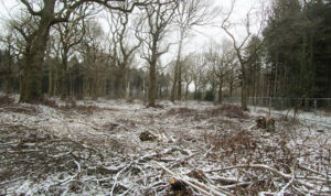 Woodland area at Freewood is re-generated by coppicing. Shown covered in a light blanket of snow.