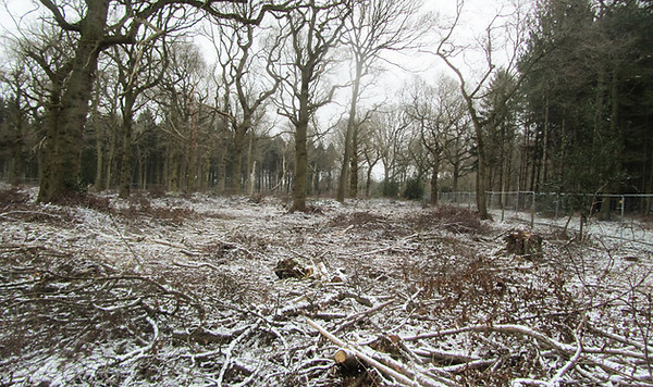 Woodland area at Freewood is re-generated by coppicing. Shown covered in a light blanket of snow.