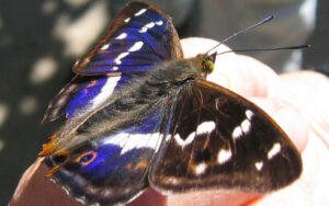 Apatura iris" by Kristian Peters – Fabelfroh - Own work. Licensed under CC BY-SA 3.0 via Wikimedia Commons http://commons.wikimedia.org/wiki/File:Apatura_iris.jpeg#mediaviewer/File: Apatura_iris.jpeg