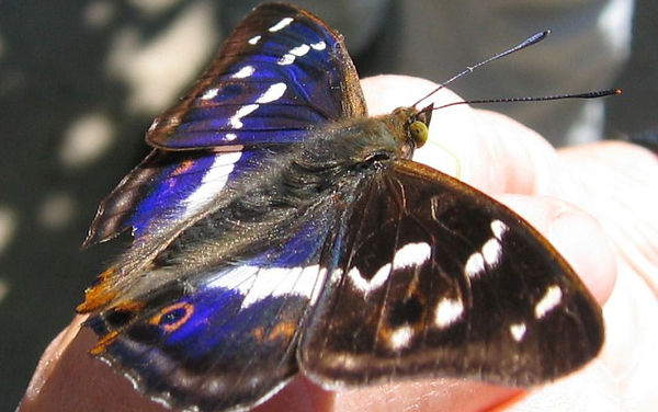 Apatura iris" by Kristian Peters – Fabelfroh - Own work. Licensed under CC BY-SA 3.0 via Wikimedia Commons http://commons.wikimedia.org/wiki/File:Apatura_iris.jpeg#mediaviewer/File: Apatura_iris.jpeg