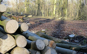 evidence of Ride widening in Melfield Wood