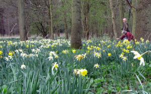 Edward Martin and Sally Kington surveyed historic daffodil varieties growing on the Estate and their report can be found by clicking the button.