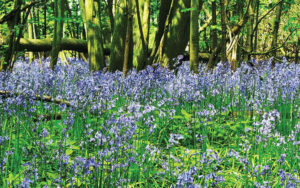 Bluebells in the woodlands at the Rougham Estate