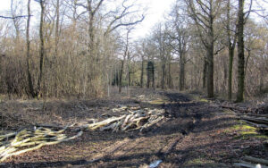 Ride widening in Tinkers Wood