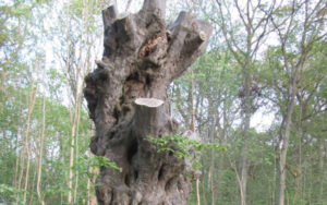 Ancient hornbeam pollards were re-pollarded this winter during a ride widening scheme in Mellfield Wood