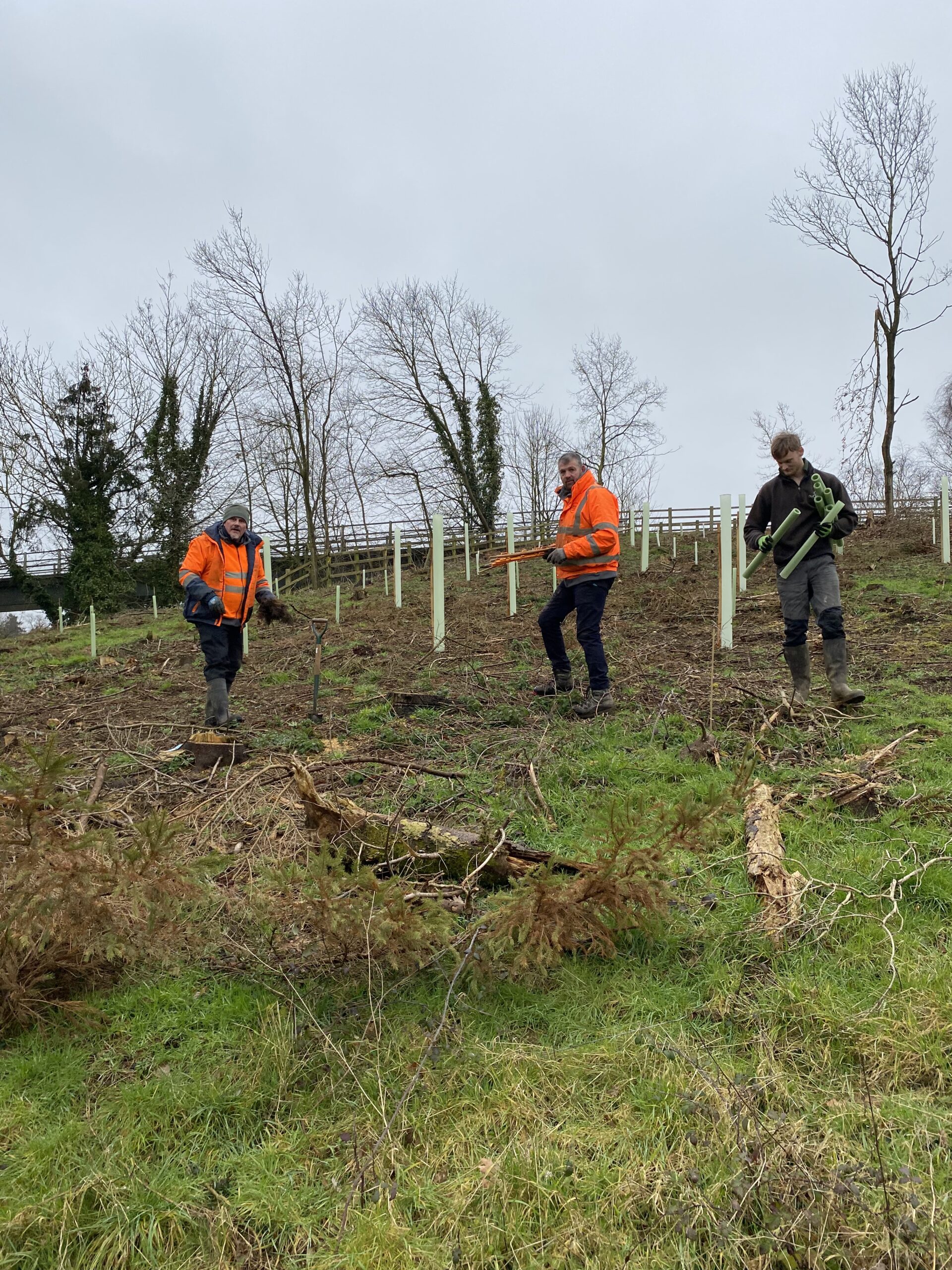 The Rougham Estate Trust has recently been engaged in felling Norway Spruce trees across its land. This is the result of the arrival of the Spruce Bark Beetle in our woodlands and other woods in East Anglia and South East England. This beetle has arrived in this country from Asia via mainland Europe and threatens Spruce plantations across the country. The Forestry Commission is taking this outbreak very seriously as it threatens their vast plantations in Northern England as well as in Wales and Scotland.