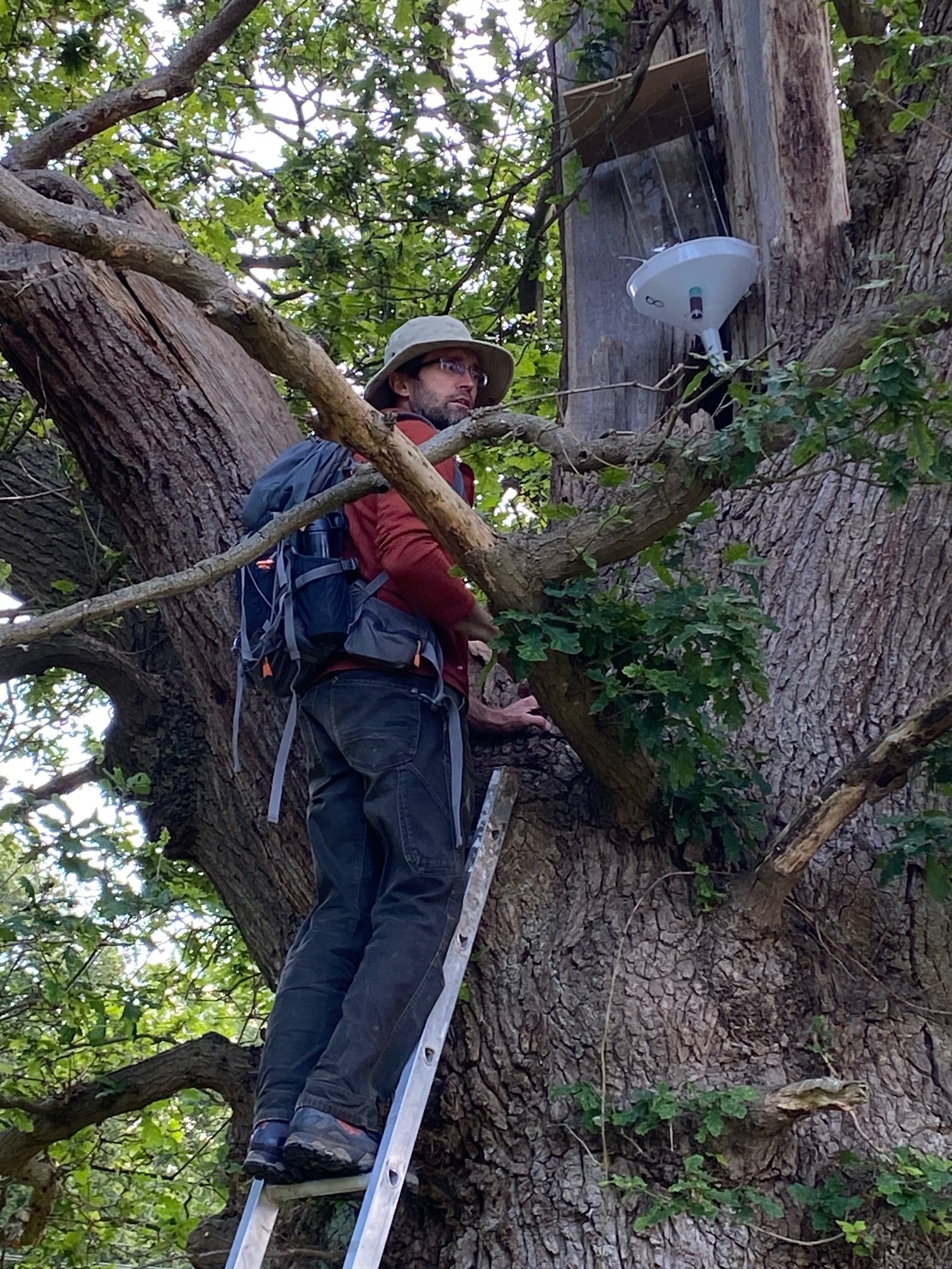 Beetle survey of ancient oak trees at Rougham Estate