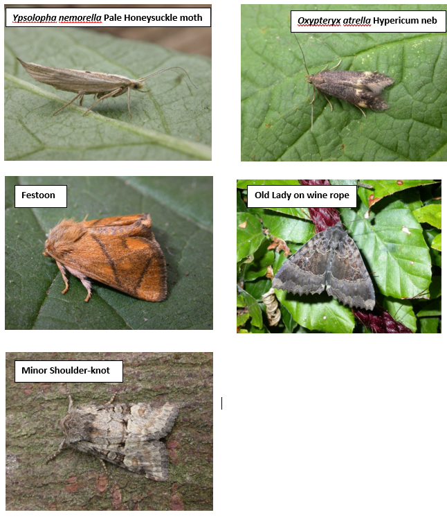 Moth species recorded at Rougham Estate Trust Free Wood in 2023 - including Pale Honeysuckle moth, Hypericum Neb, Festoon, Old Lady and Minor Shoulder-knot. © Neil Sherman.