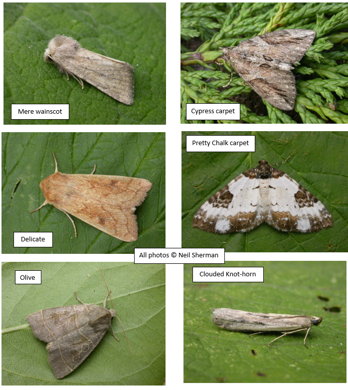 Moth species recorded at Rougham Estate Trust Elm Wood in 2024 - including Clouded Knot-horn, Cypress carpet, Pretty Chalk carpet, Mere wainscot, Olive and Delicate. © Neil Sherman.