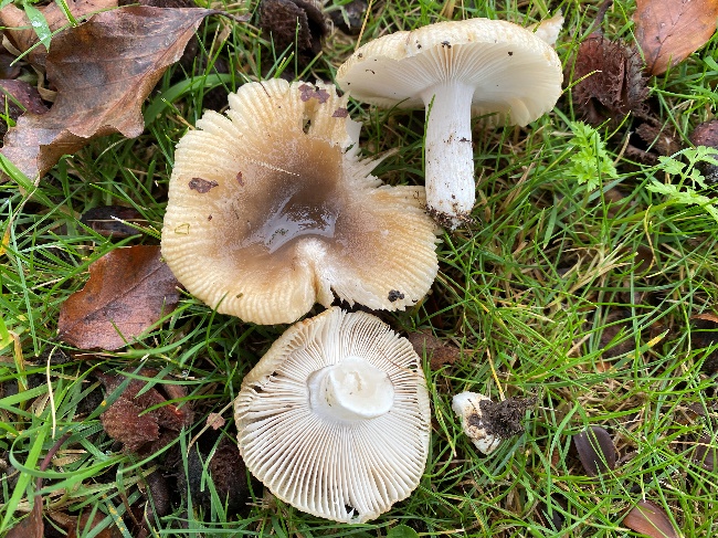 Bypassed Brittlegill (Russula praetervisa) recorded at Rougham Estate in October 2024