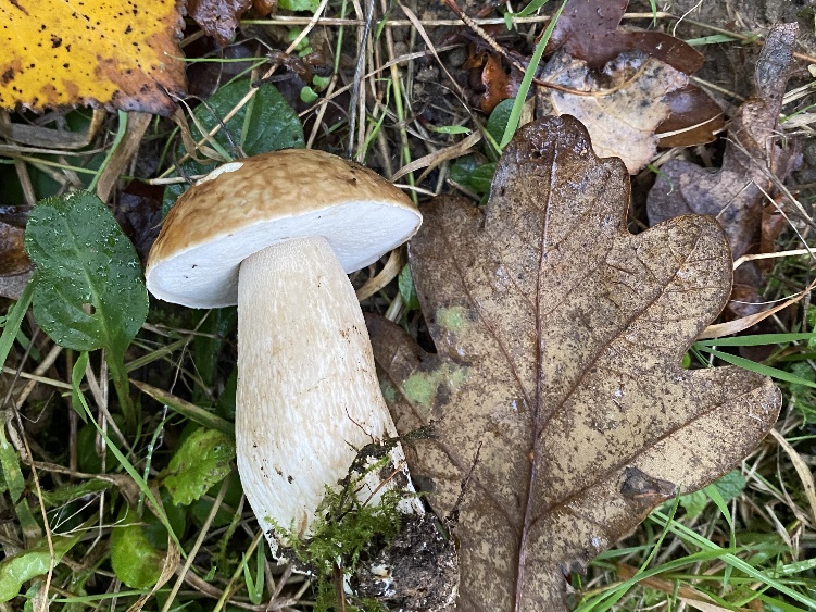 Penny Bun or Cep (Boletus edulis) found during the 2024 woodland fungi survey at Rougham Estate
