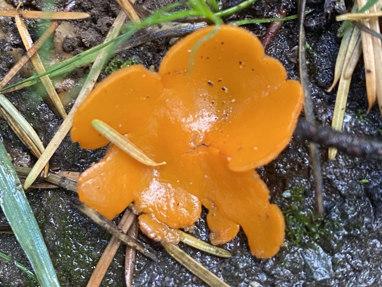Orange Peel Fungus (Aleuria aurantia) recorded at Rougham Estate in October 2024