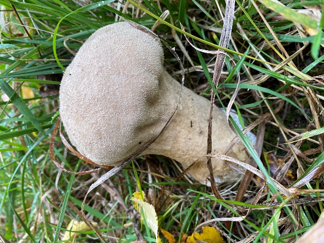 Pestle Puffball (Lycoperdon excipuliforme) recorded at Rougham Estate in October 2024