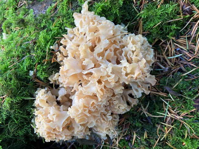 Wood Cauliflower (Sparassis crispa) recorded at Rougham Estate in October 2024