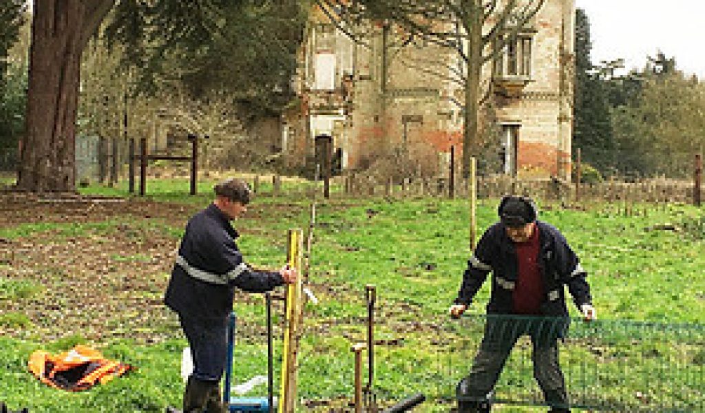 Photograph by George Agnew of Sean Brinkley and Neil Batchelor planting a Judas Tree.