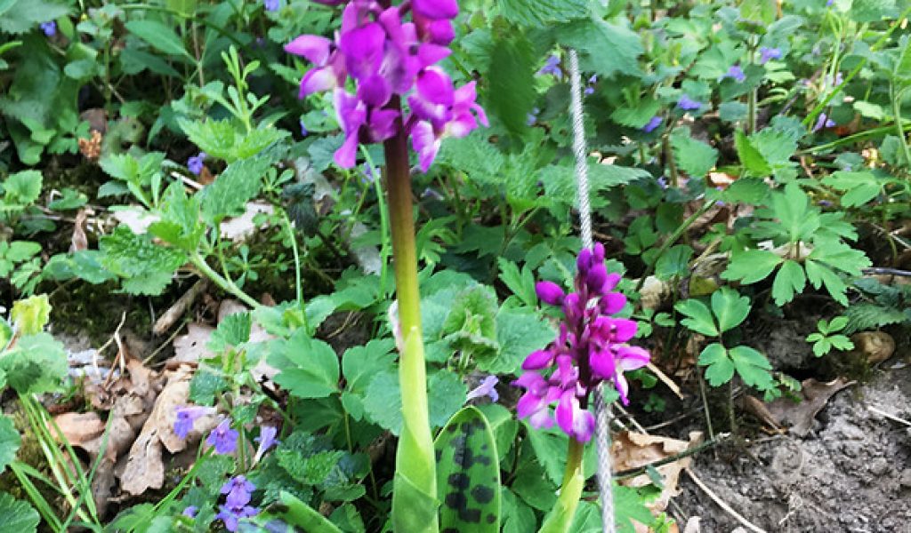 Orchis Mascula (early purple orchid) found on coppice woodland on an ancient woodland site. Called ‘long purples’ by Shakespeare in Hamlet’s speech on the death of Ophelia.