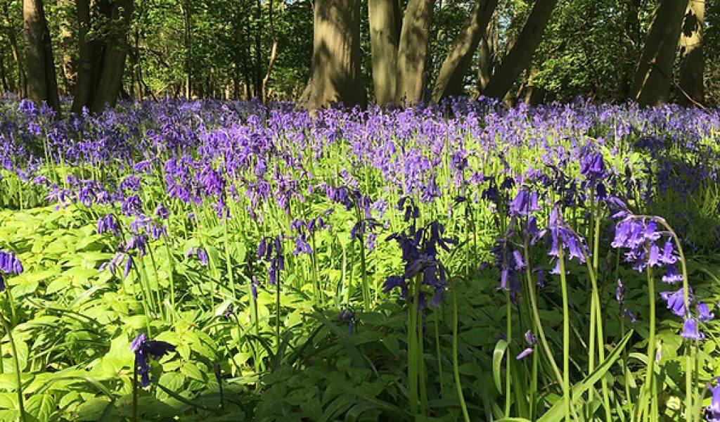 Bluebell wood on the Rougham Estate, photo by George Agnew