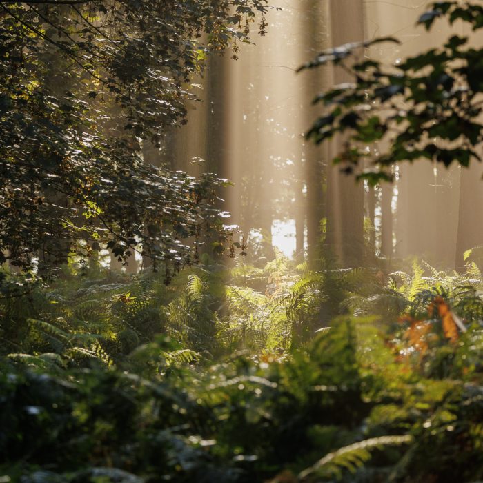 Ferns on the Rougham Estate with sun coming through, fog makes it very atmospheric