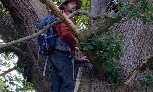 Beetle survey of ancient oak trees at Rougham Estate