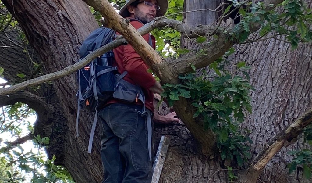 Beetle survey of ancient oak trees at Rougham Estate