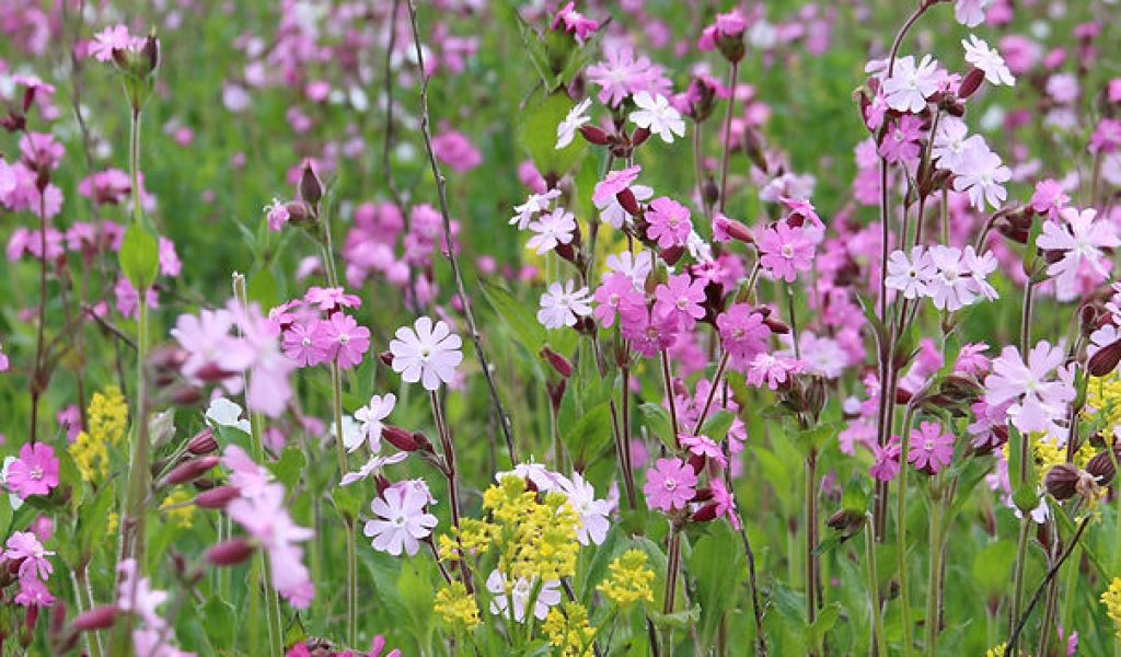 Wildflower meadow with purple and yellow flowers and lots of greenery
