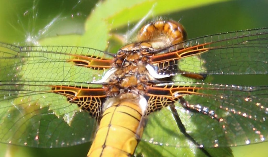 Macro image of Dragonfly on a green leaf on Rougham Estate. © Juliet Hawkins, Conservation adviser