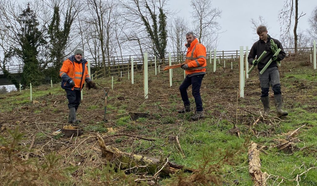 The Rougham Estate Trust has recently been engaged in felling Norway Spruce trees across its land. This is the result of the arrival of the Spruce Bark Beetle in our woodlands and other woods in East Anglia and South East England. This beetle has arrived in this country from Asia via mainland Europe and threatens Spruce plantations across the country. The Forestry Commission is taking this outbreak very seriously as it threatens their vast plantations in Northern England as well as in Wales and Scotland.