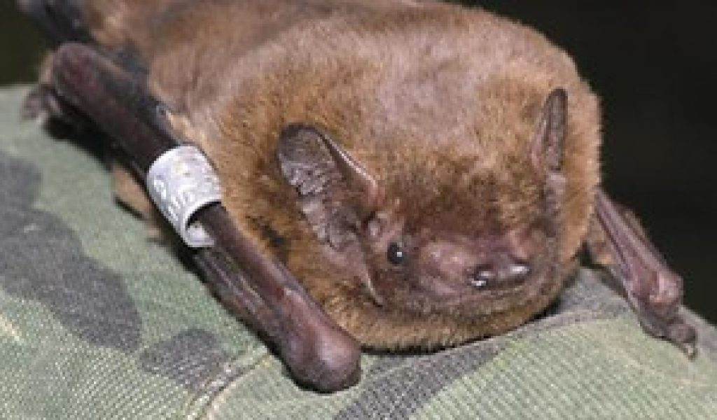The Leislers bat is quite a rare bat in Suffolk and Breckland seems to be a county stronghold, but they are known to fly quite a distance and have been recorded roosting a bit closer in Great Barton.