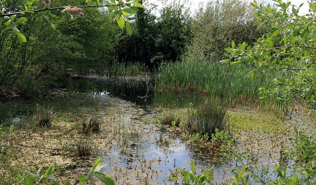 One of 37 ponds surveyed on Rougham Estate – this restored arable field edge pond is the best on the estate for dragonflies and also supports Great Crested Newts and several Red Data Book water beetles. © Juliet Hawkins, Conservation adviser