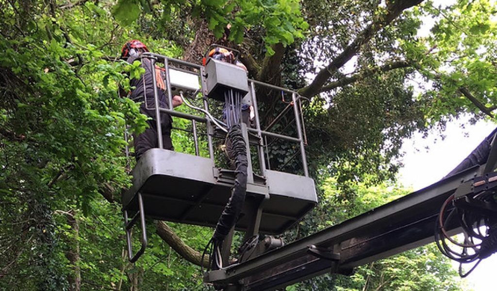 Local tree surgeons use a platform to reach trees along the woodland edge that are in danger of falling into the road.