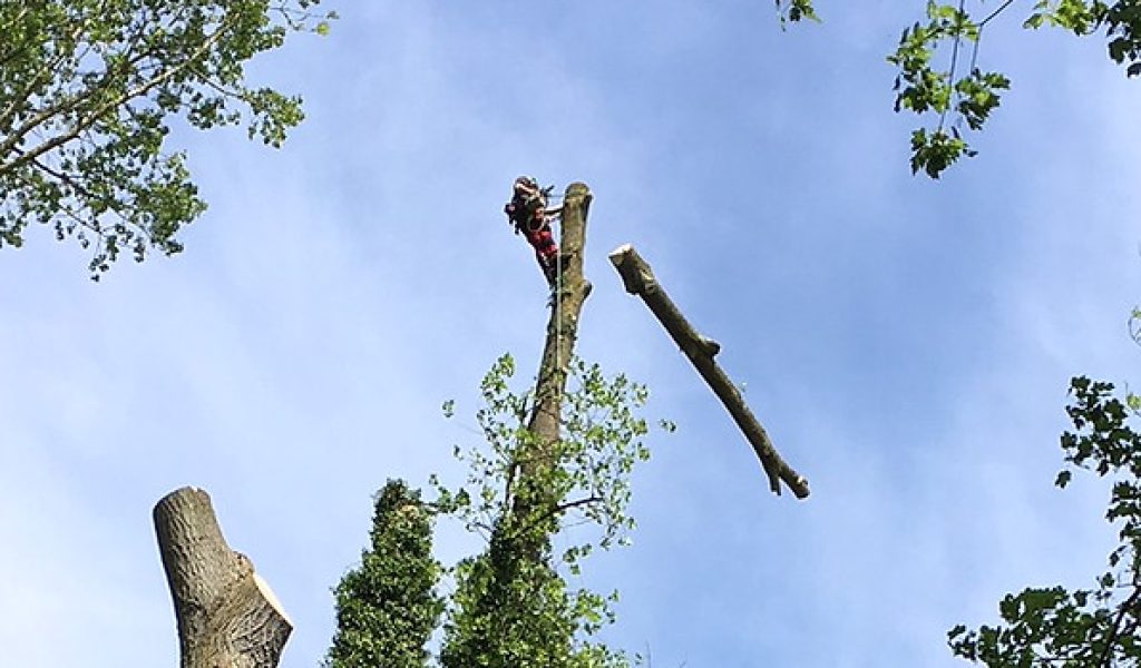 Rougham Lake Tree Surgery. ​The poplar trees planted round Rougham Lake 50 years ago are now becoming dangerous and so have to be felled. This intrepid tree surgeon Josh is perched 25 metres above the ground whilst he strips off branches to make the tree safe to fell. There are 17 trees round the lake that Josh has to tackle.