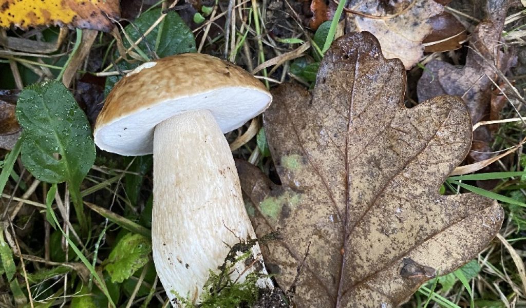 Penny Bun or Cep (Boletus edulis) found during the 2024 woodland fungi survey at Rougham Estate