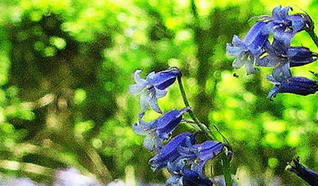 Native bluebells growing in Rougham Estate woodlands