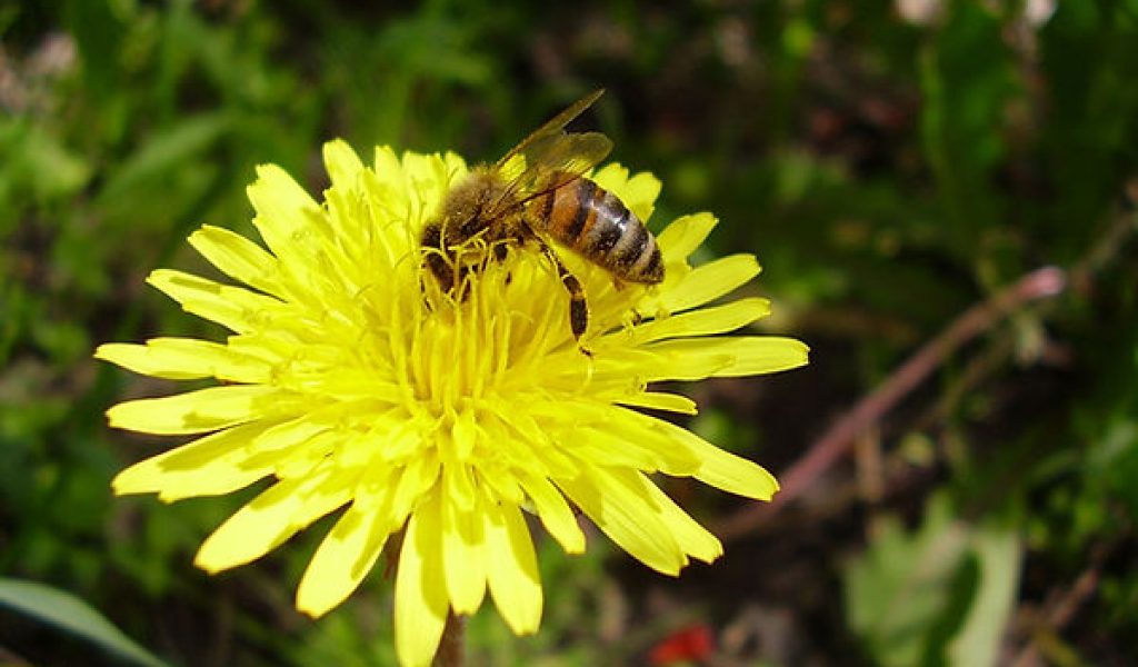 Bee perching on a dandilion at the Rougham Estate