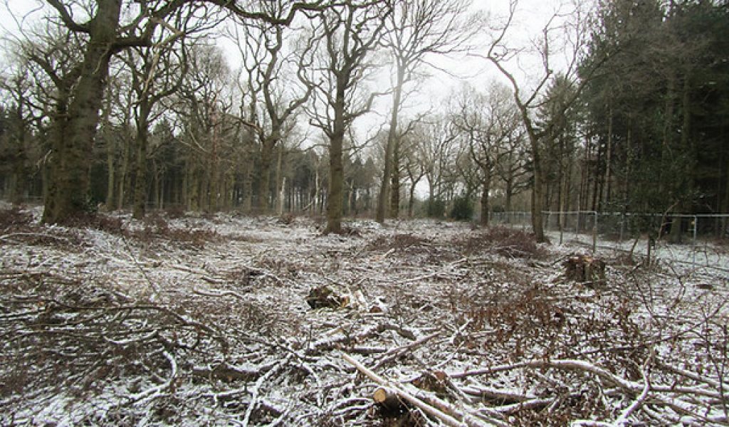 Woodland area at Freewood is re-generated by coppicing. Shown covered in a light blanket of snow.