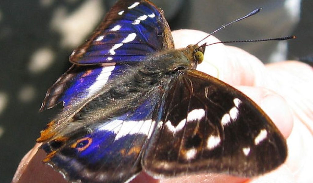 Apatura iris" by Kristian Peters – Fabelfroh - Own work. Licensed under CC BY-SA 3.0 via Wikimedia Commons http://commons.wikimedia.org/wiki/File:Apatura_iris.jpeg#mediaviewer/File: Apatura_iris.jpeg